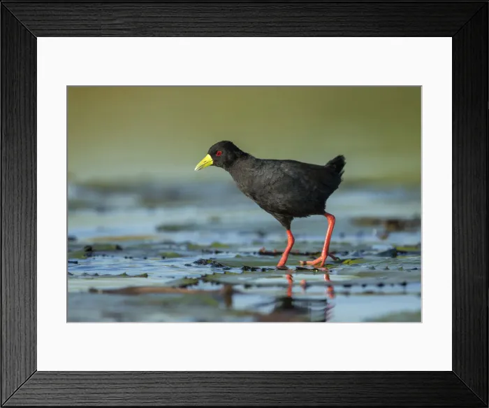 Framed Print : Black Crake (Amaurornis flavirostris), Chobe River, Botswana, Africa Framed Print : Black Crake (Amaurornis flavirostris), Chobe River, Botswana, Africa