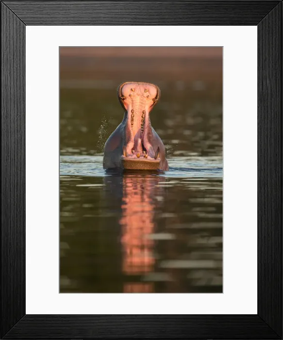 Framed Print : Hippopotamas (Hippopotamus amphibius), Chobe River, Botswana, Africa Framed Print : Hippopotamas (Hippopotamus amphibius), Chobe River, Botswana, Africa
