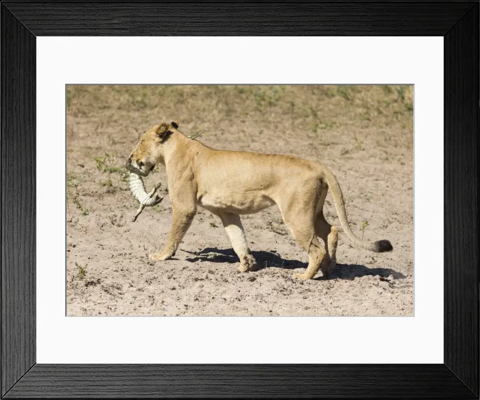Framed Print : Lion (Pathera leo), Edge of Chobe River, Botswana, Africa Framed Print : Lion (Pathera leo), Edge of Chobe River, Botswana, Africa