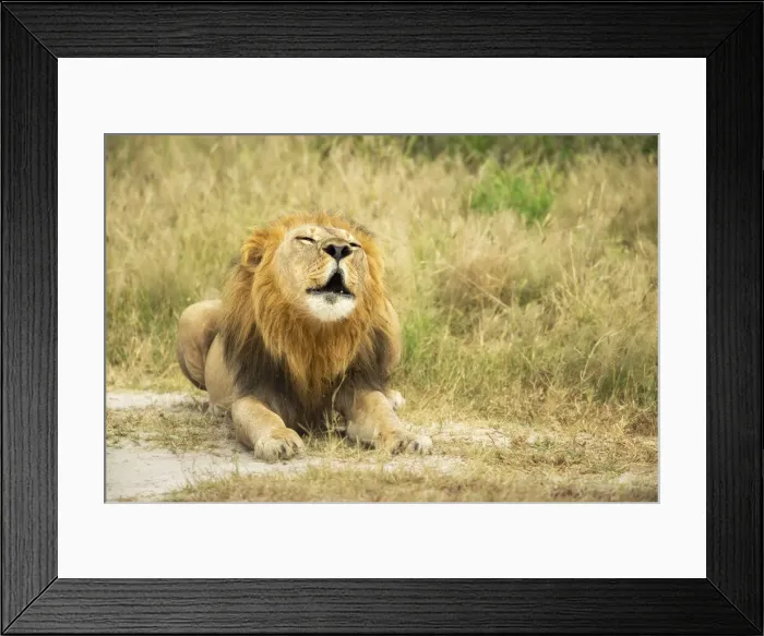 Framed Print : Lion (Panthera leo), Male calling, Savuti, Chobe National Park, Botswana, Africa Framed Print : Lion (Panthera leo), Male calling, Savuti, Chobe National Park, Botswana, Africa