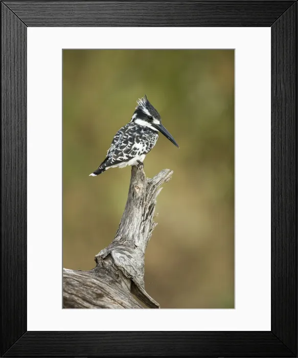 Framed Print : Pied Kingfisher (Ceryle rudis), Chobe River, Botswana Framed Print : Pied Kingfisher (Ceryle rudis), Chobe River, Botswana