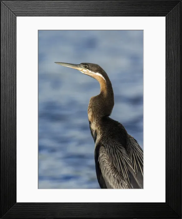 Framed Print : African Darter (Anhinga rufa), Chobe River, Botswana, Africa Framed Print : African Darter (Anhinga rufa), Chobe River, Botswana, Africa