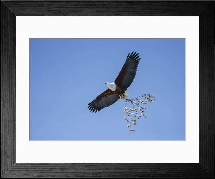 Framed Print : African Fish Eagle (Haliaeetus vocifer), Savuti, Botswana, Africa Framed Print : African Fish Eagle (Haliaeetus vocifer), Savuti, Botswana, Africa