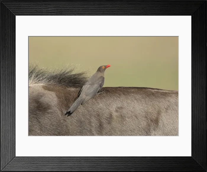 Framed Print : Red-billed Oxpecker (Buphagus erythrorhynchus) feeding upon Wildebeest, Savuti, Botswanan Framed Print : Red-billed Oxpecker (Buphagus erythrorhynchus) feeding upon Wildebeest, Savuti, Botswanan