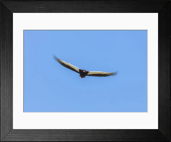 Framed Print : Bateleur (Terathopius ecaudatus), Savuti, Chobe National Park, Botswana, Africa Framed Print : Bateleur (Terathopius ecaudatus), Savuti, Chobe National Park, Botswana, Africa