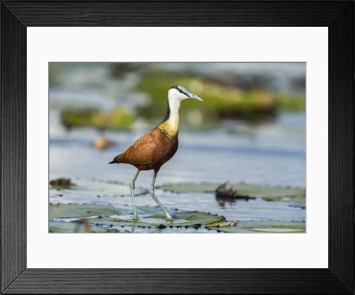 Framed Print : African Jacana (Actophilornis africanus), Chobe River, Botswana, Africa