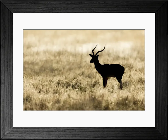Framed Print : Impala (Aepyceros melampus), Khwai, Botswana, Africa Framed Print : Impala (Aepyceros melampus), Khwai, Botswana, Africa