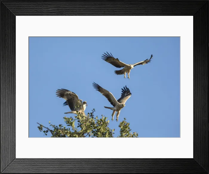 Framed Print : Tawny Eagle (Aquila rapax), Savuti, Botswana, Africa Framed Print : Tawny Eagle (Aquila rapax), Savuti, Botswana, Africa
