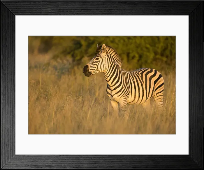 Framed Print : Zebra (Equus quagga), Savuti, Chobe National Park, Botswana, Africa
