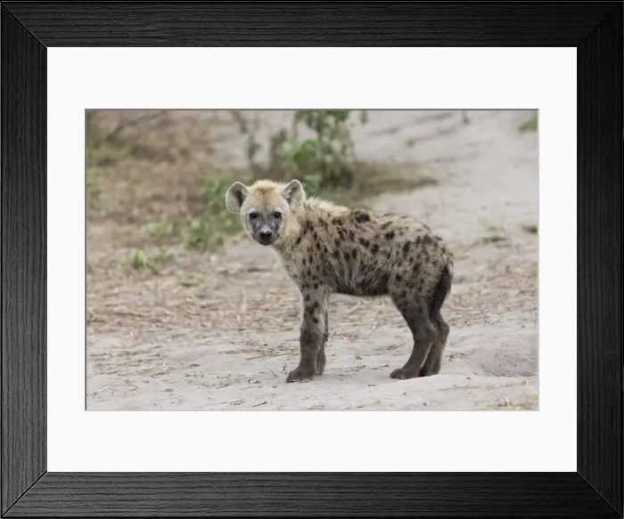 Framed Print : Spotted Hyena (Crocuta crocuta), juvenile, Savuti, Chobe National Park, Botswana, Africa Framed Print : Spotted Hyena (Crocuta crocuta), juvenile, Savuti, Chobe National Park, Botswana, Africa