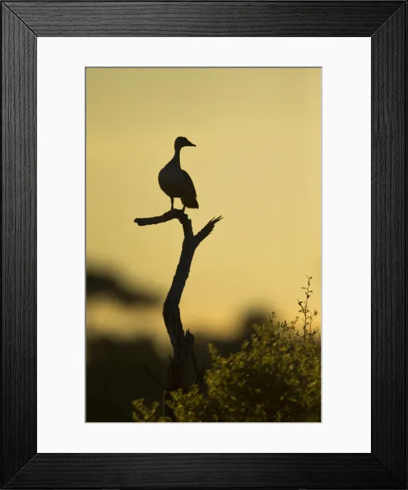 Framed Print : Comb Duck (Sarkidiornis melanotos), Savuti, Botswana, Africa Framed Print : Comb Duck (Sarkidiornis melanotos), Savuti, Botswana, Africa