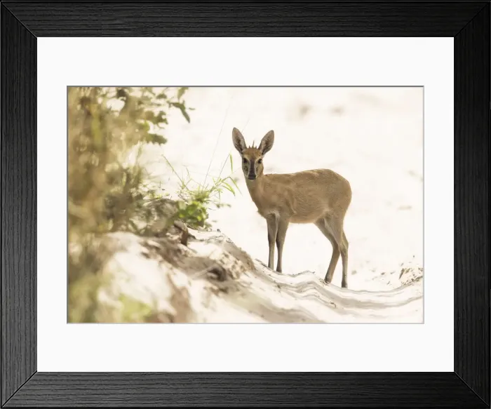 Framed Print : Common Duiker (Sylvicapra grimmia), Khwai, Botswana, Africa Framed Print : Common Duiker (Sylvicapra grimmia), Khwai, Botswana, Africa