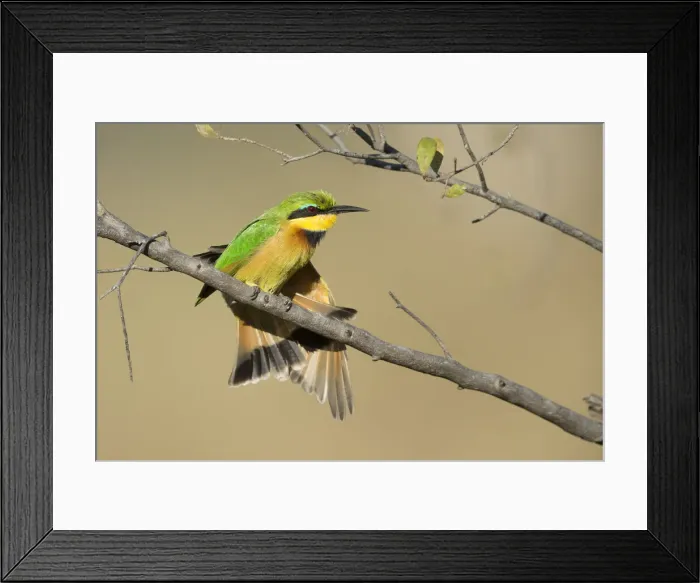 Framed Print : Little bee-eater (Merops pusillus), Khwai, Botswana, Africa Framed Print : Little bee-eater (Merops pusillus), Khwai, Botswana, Africa