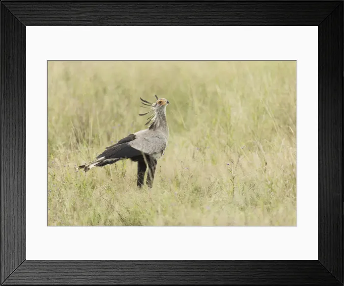 Framed Print : Secretary Bird (Sagittarius serpentarius), Savuti, Botswana, Africa Framed Print : Secretary Bird (Sagittarius serpentarius), Savuti, Botswana, Africa