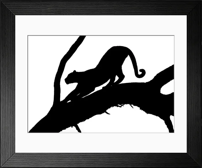 Framed Print : Leopard (Panthera pardus), Khwai, Botswana, Africa Framed Print : Leopard (Panthera pardus), Khwai, Botswana, Africa