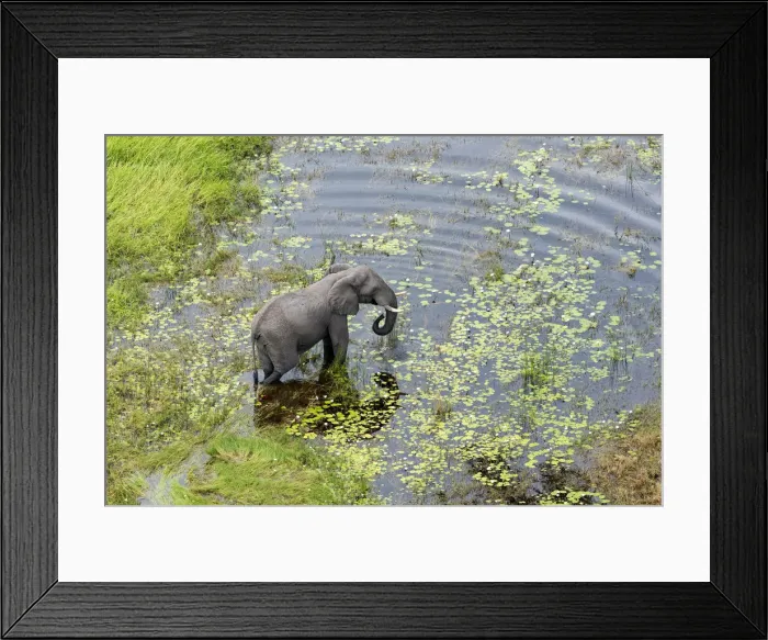 Framed Print : African Elephant (Loxodonta africana), Khwai, Botswana, Africa Framed Print : African Elephant (Loxodonta africana), Khwai, Botswana, Africa