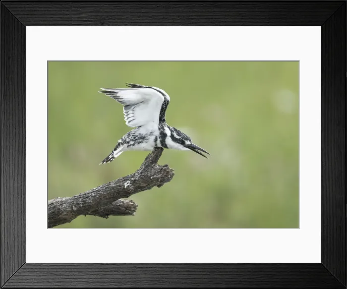 Framed Print : Pied Kingfisher (Ceryle rudis), Chobe River, Botswana Framed Print : Pied Kingfisher (Ceryle rudis), Chobe River, Botswana