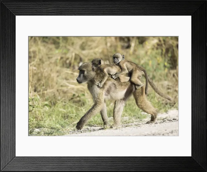 Framed Print : Baboon (Hamadryas papio) carrying twins, Khwai, Botswana, Africa Framed Print : Baboon (Hamadryas papio) carrying twins, Khwai, Botswana, Africa