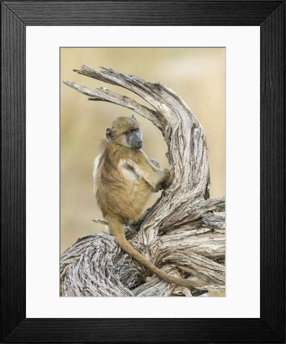 Framed Print : Baboon (Hamadryas papio), Khwai, Botswana, Africa Framed Print : Baboon (Hamadryas papio), Khwai, Botswana, Africa