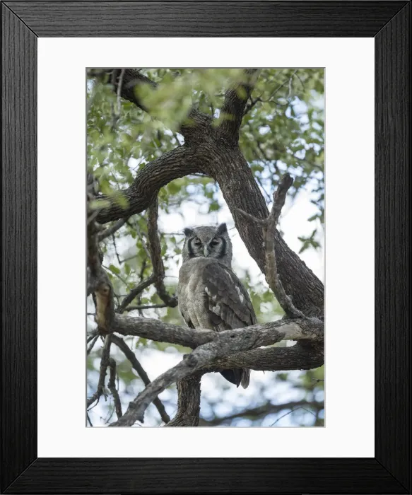 Framed Print : Verreauxs (Giant) Eagle Owl (Bubo lacteus), Khwai, Botswana, Africa Framed Print : Verreauxs (Giant) Eagle Owl (Bubo lacteus), Khwai, Botswana, Africa