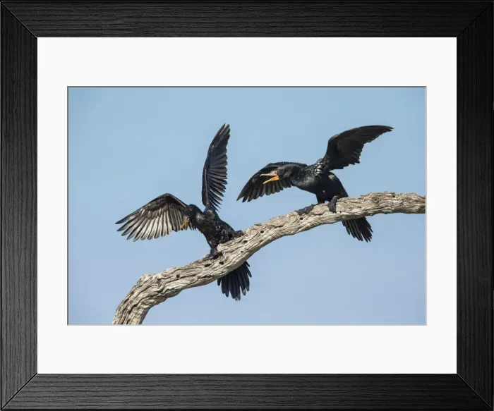 Framed Print : Reed cormorant (Microcarbo africanus), Khwai, Botswana, Africa Framed Print : Reed cormorant (Microcarbo africanus), Khwai, Botswana, Africa