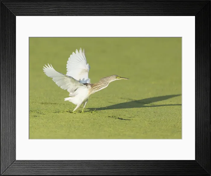 Framed Print : Squacco Heron (Ardeola ralloides), Khwai, Botswana, Africa Framed Print : Squacco Heron (Ardeola ralloides), Khwai, Botswana, Africa