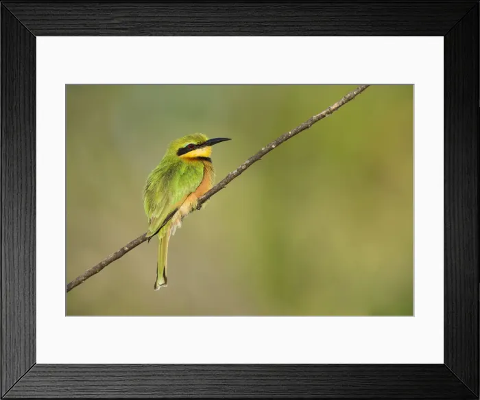 Framed Print : Little bee-eater (Merops pusillus), Khwai, Botswana, Africa Framed Print : Little bee-eater (Merops pusillus), Khwai, Botswana, Africa