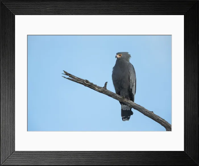 Framed Print : African Harrier-Hawk (Polyboroides typus), Botswana, Africa Framed Print : African Harrier-Hawk (Polyboroides typus), Botswana, Africa