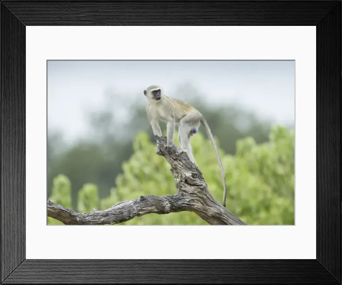 Framed Print : Vervet Monkey (Chlorocebus pygerythrus), Savuti, Botswana, Africa Framed Print : Vervet Monkey (Chlorocebus pygerythrus), Savuti, Botswana, Africa