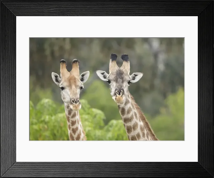 Framed Print : Southern giraffes (Giraffa giraffa), Savuti, Chobe National Park, Botswana, Africa Framed Print : Southern giraffes (Giraffa giraffa), Savuti, Chobe National Park, Botswana, Africa