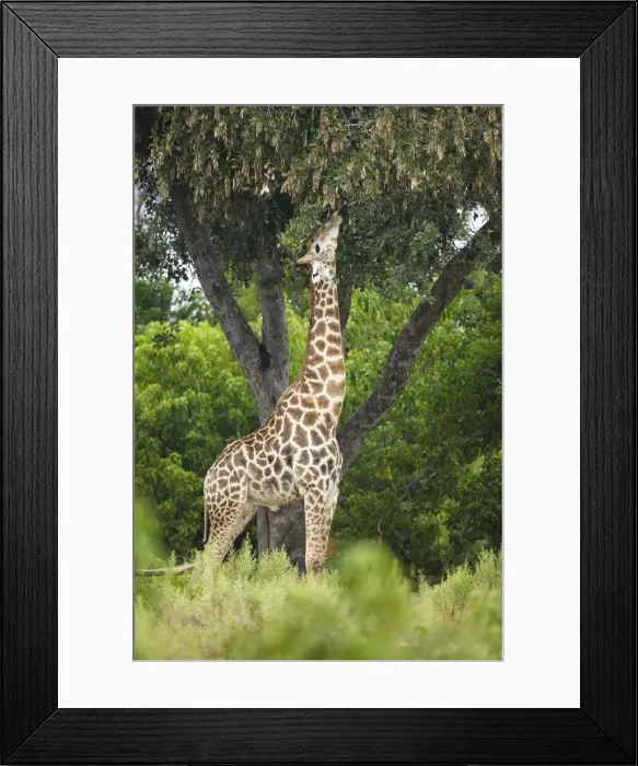 Framed Print : Giraffe (Giraffa camelopardalis) feeding, Moremi, Botswana, Africa Framed Print : Giraffe (Giraffa camelopardalis) feeding, Moremi, Botswana, Africa