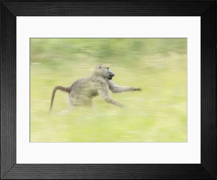 Framed Print : Chacma baboon (Papio ursinus), Savuti, Botswana, Africa (motion blur) Framed Print : Chacma baboon (Papio ursinus), Savuti, Botswana, Africa (motion blur)