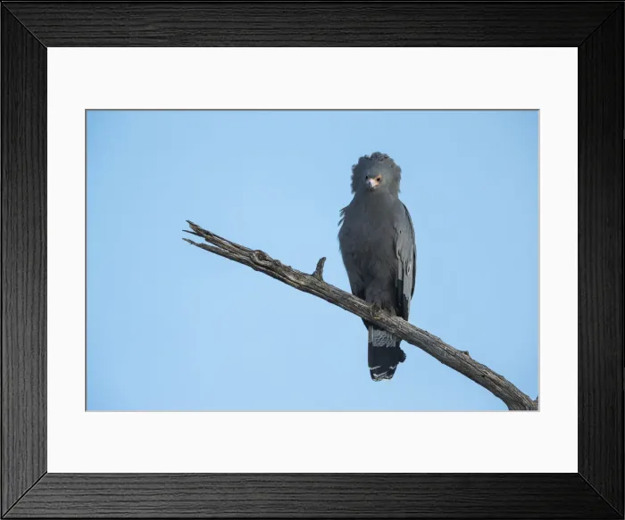 Framed Print : African Harrier-Hawk (Polyboroides typus), Botswana, Africa Framed Print : African Harrier-Hawk (Polyboroides typus), Botswana, Africa