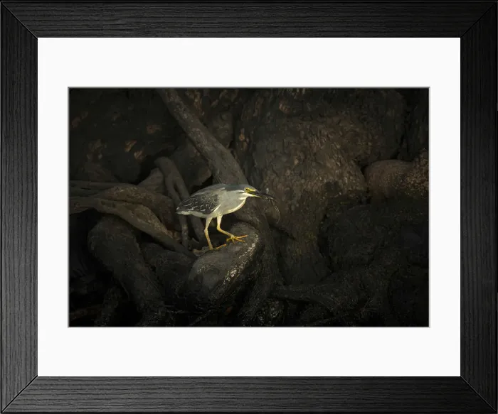 Framed Print : Green-backed Heron or Striated Heron (Butorides striatus atricapillus) eating frog Framed Print : Green-backed Heron or Striated Heron (Butorides striatus atricapillus) eating frog