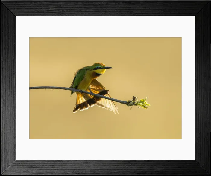 Framed Print : Little Bee-eater (Merops pusillus) wing stretching, Savuti, Chobe National Park, Botswana Framed Print : Little Bee-eater (Merops pusillus) wing stretching, Savuti, Chobe National Park, Botswana