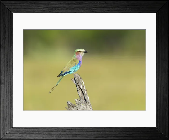 Framed Print : Lilac-breasted Roller (Coracias caudata), Savuti, Botswana, Africa Framed Print : Lilac-breasted Roller (Coracias caudata), Savuti, Botswana, Africa