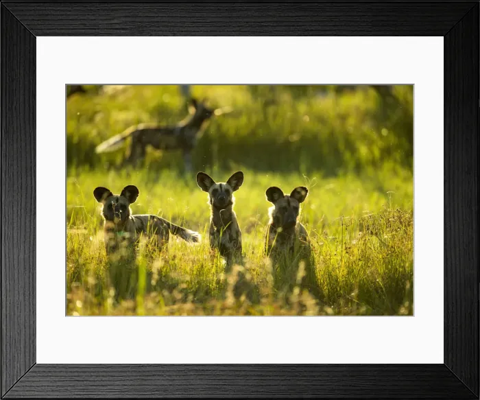 Framed Print : African Wild Dogs (Lycaon pictus), Savuti, Chobe National Park, Botswana, Africa Framed Print : African Wild Dogs (Lycaon pictus), Savuti, Chobe National Park, Botswana, Africa