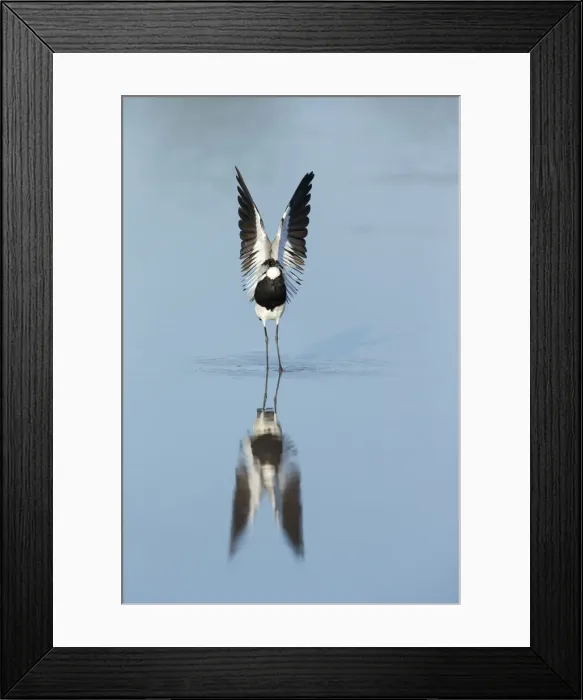 Framed Print : Black-bellied Plover (Pluvialis squatatola), Savuti, Chobe National Park, Botswana Framed Print : Black-bellied Plover (Pluvialis squatatola), Savuti, Chobe National Park, Botswana