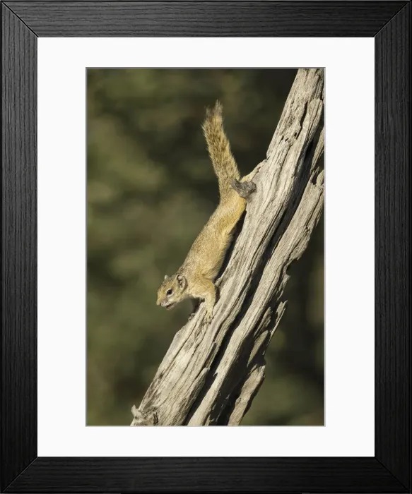 Framed Print : Smiths Bush Squirrel (Paraxerus cepapi), Savuti, Chobe National Park, Botswana, Africa Framed Print : Smiths Bush Squirrel (Paraxerus cepapi), Savuti, Chobe National Park, Botswana, Africa
