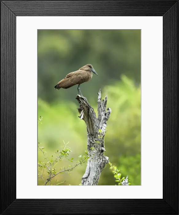 Framed Print : Hamerkop (Scopus umbretta) perched, Savuti, Chobe National Park, Botswana, Africa Framed Print : Hamerkop (Scopus umbretta) perched, Savuti, Chobe National Park, Botswana, Africa