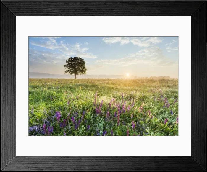Framed Print : Wildflower meadow at dawn, Kazanluk, Bulgaria Framed Print : Wildflower meadow at dawn, Kazanluk, Bulgaria