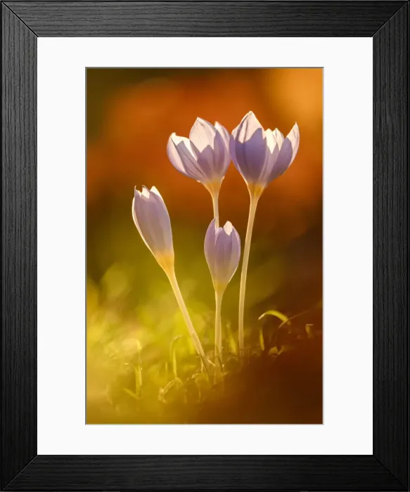 Framed Print : Autumn Crocus (Colchicum autumnale), Bulgaria Framed Print : Autumn Crocus (Colchicum autumnale), Bulgaria