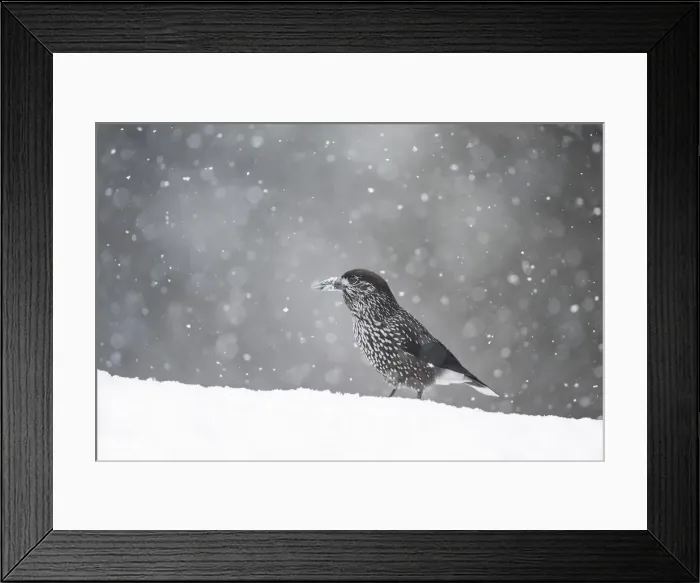 Framed Print : Nutcracker (Nucifraga caryocatactes), Vitosha Mountain, Sofia, Bulgaria