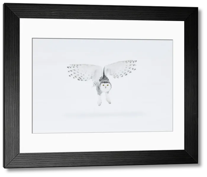 Framed Print : Snowy owl (Bubo scandiacus), Ontario, Canada