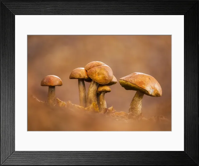Framed Print : Bitter Bolete (Tylopilus felleus), Bulgaria Framed Print : Bitter Bolete (Tylopilus felleus), Bulgaria