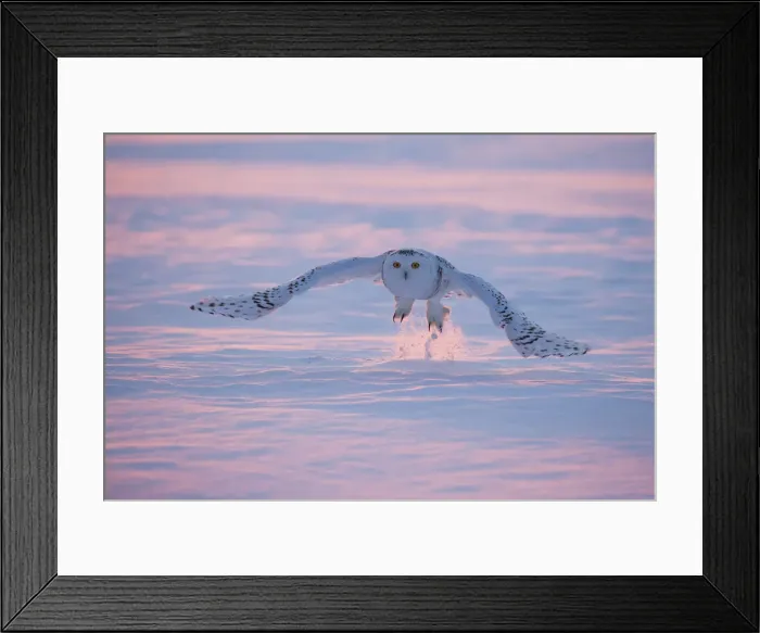 Framed Print : Snowy owl (Bubo scandiacus), Ontario, Canada Framed Print : Snowy owl (Bubo scandiacus), Ontario, Canada