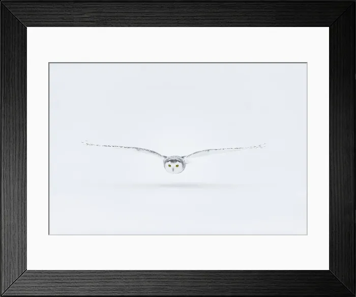 Framed Print : Snowy owl (Bubo scandiacus), Ontario, Canada