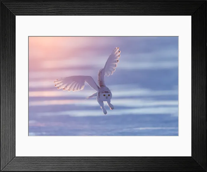 Framed Print : Snowy owl (Bubo scandiacus), Ontario, Canada Framed Print : Snowy owl (Bubo scandiacus), Ontario, Canada