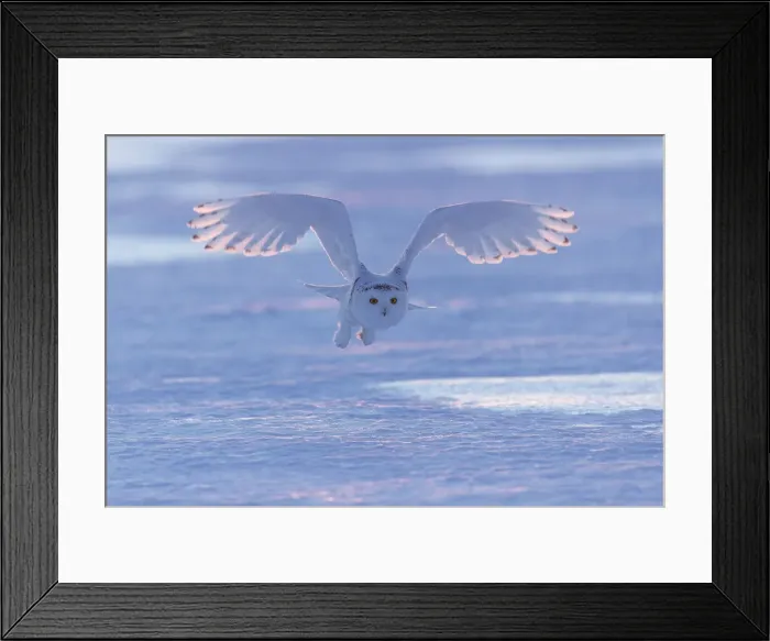 Framed Print : Snowy owl (Bubo scandiacus), Ontario, Canada Framed Print : Snowy owl (Bubo scandiacus), Ontario, Canada