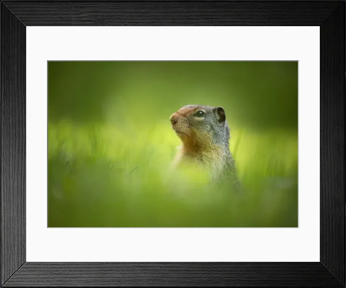 Framed Print : Columbian ground squirrel {Spermophilus columbianus), British Columbia, Canada Framed Print : Columbian ground squirrel {Spermophilus columbianus), British Columbia, Canada